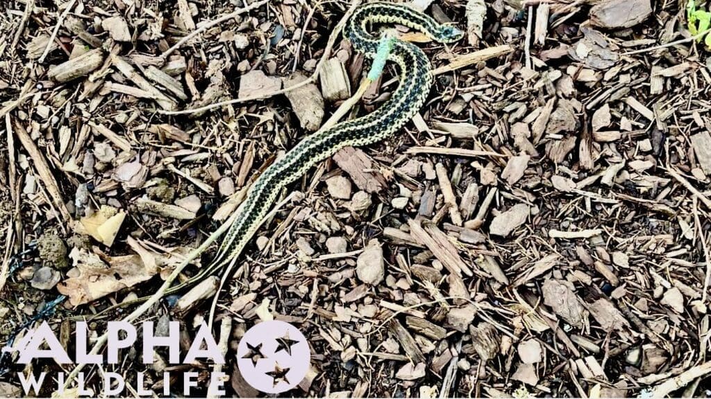 Snake in backyard in Olive Branch MS